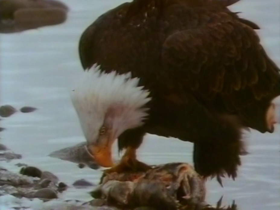 eagles01