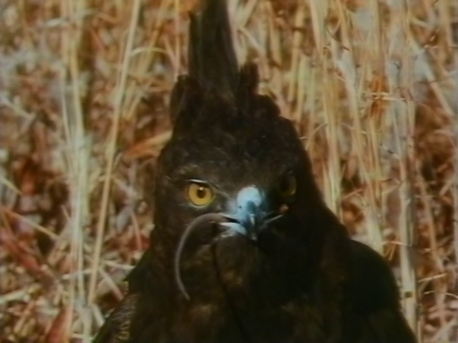 eagles02