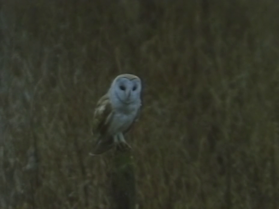 owlstory1