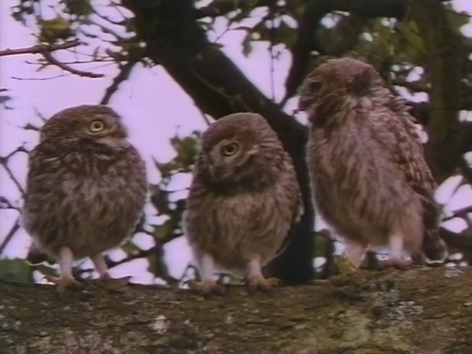 owlstory2