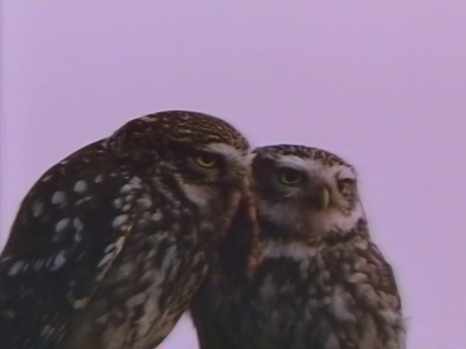 owlstory3
