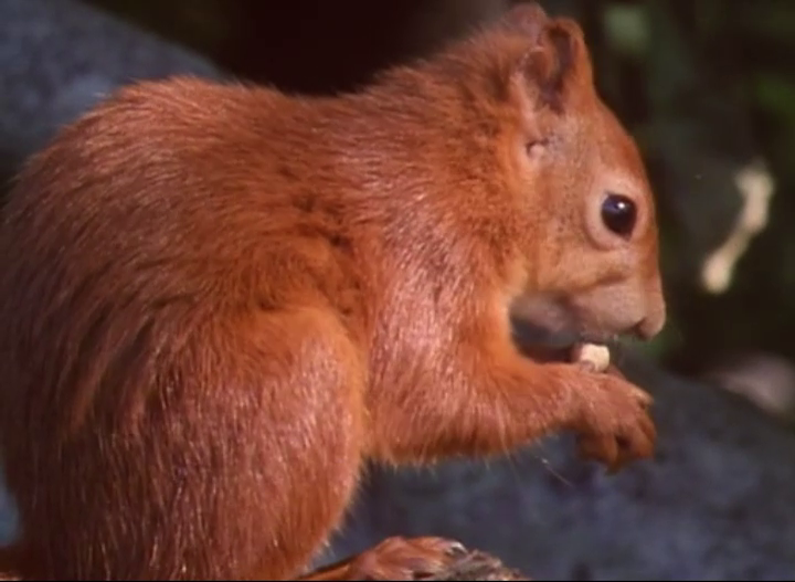 squirrel1