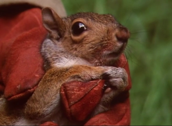 squirrel3
