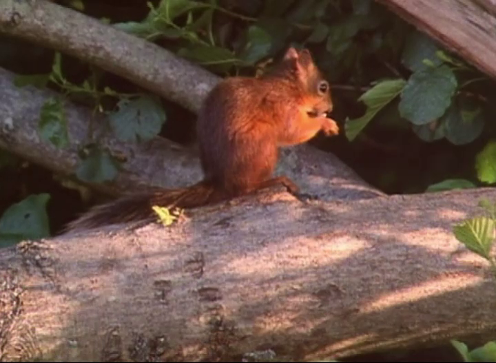 squirrel4
