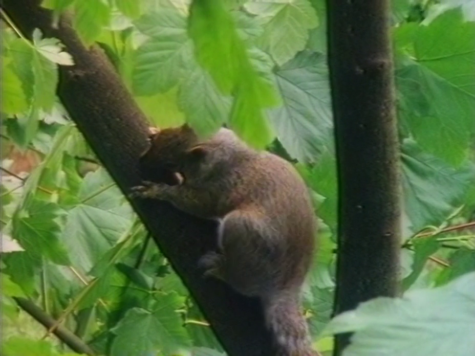 squirrel shoulder1